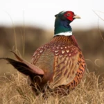 pheasant sounds android application logo